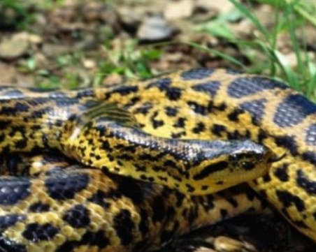 Обрат! Змийската сага не е приключила - оказа се, че още търсят анакондата! СНИМКИ