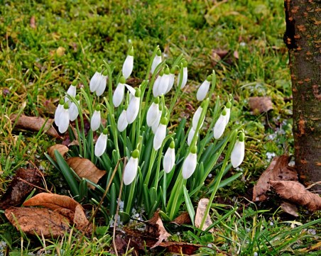 Слънчева утрин, облачен следобед. Градусите гонят пролетните 15