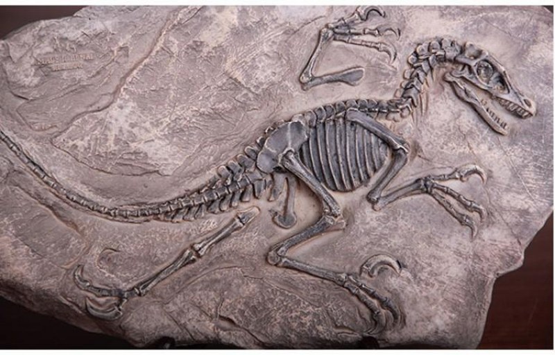 Откриха непознат вид тревопасен динозавър ВИДЕО