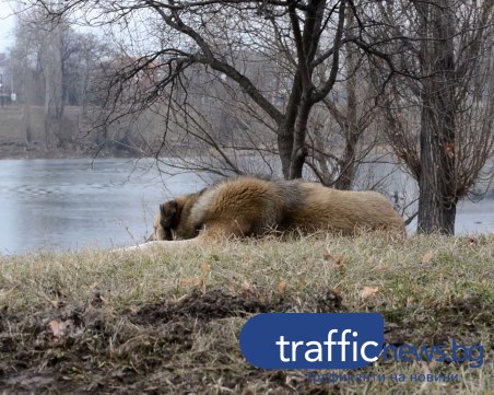 Кучета минират София! Немарливи собственици или липса на контрол? ВИДЕО