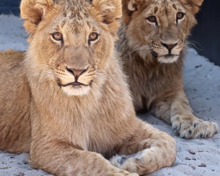 Помните ли лъвчетата Масуд и Терез? Вижте как изглеждат те сега СНИМКИ и ВИДЕО