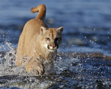 Пума нападна мъж, той я удуши