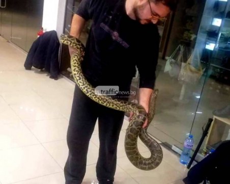 Змиите и тарантулите се изнасят от Гранда! Прекратяват договора на зоомагазина
