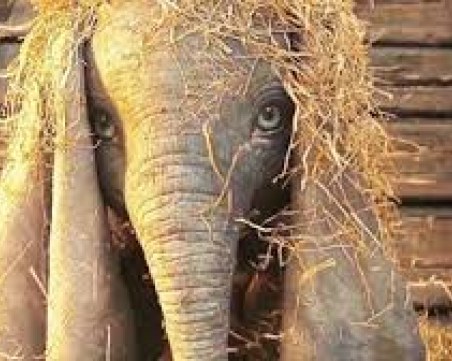 Любимият Дъмбо вече и в игрална версия