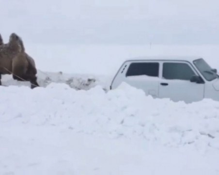 Камила измъква джип от сняг ВИДЕО