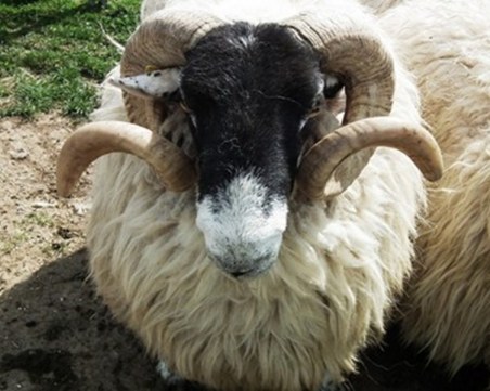 Работник във ферма в Пазарджишко не си хареса заплатата, задигна животни