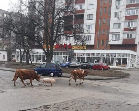 Бик, крава и прасе кръстосват във Видин
