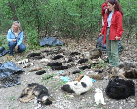 Деца в потрес: 11 кучета и котка отровени до забавачка !
