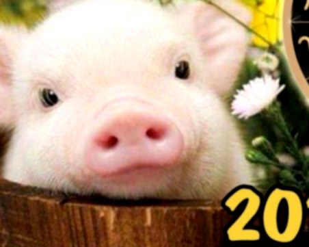 Девизът на всяка зодия в Годината на Жълтата земна Свиня