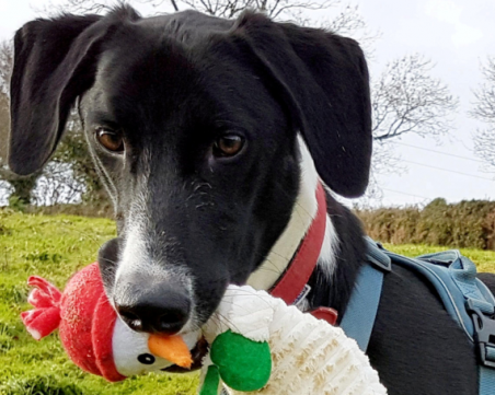 Най- самотното куче на Великобритания