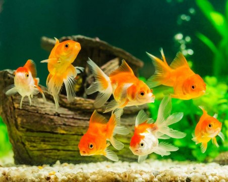 Рибите разпознават себе си, когато се видят в огледалото