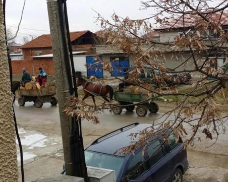 Роми впрегнаха каруци с незаконно отсечени дървета в пловдивско село ВИДЕО