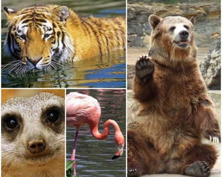 Тигър, фламинго, носато мече… Какви животни ще има в пловдивския зоопарк? СНИМКИ