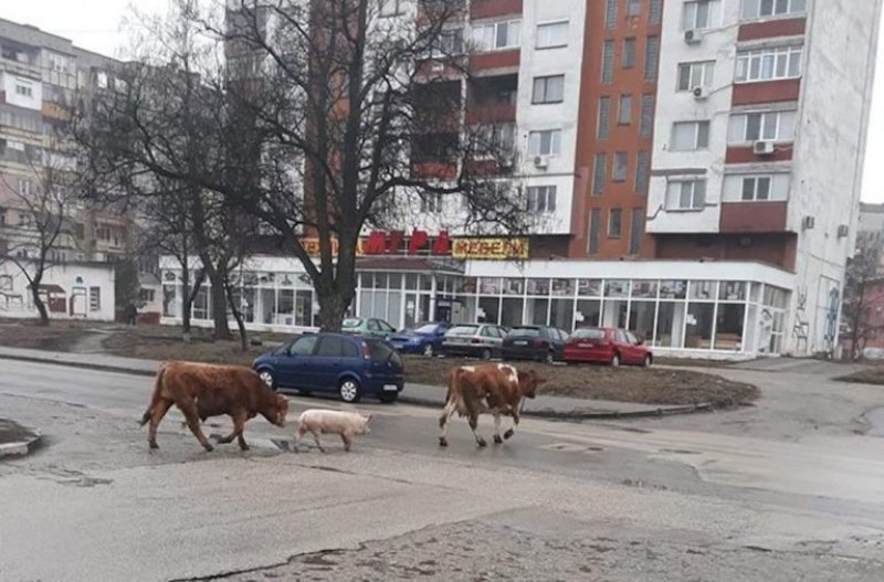 Бик, крава и прасе кръстосват във Видин