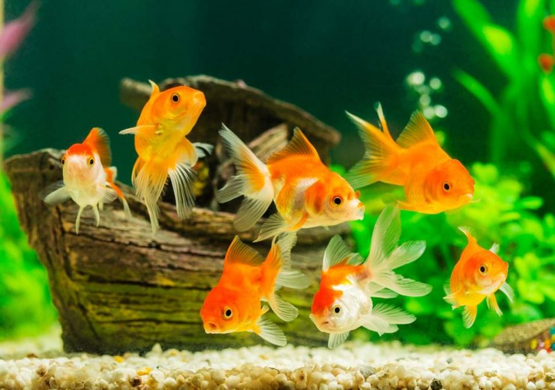 Рибите разпознават себе си, когато се видят в огледалото