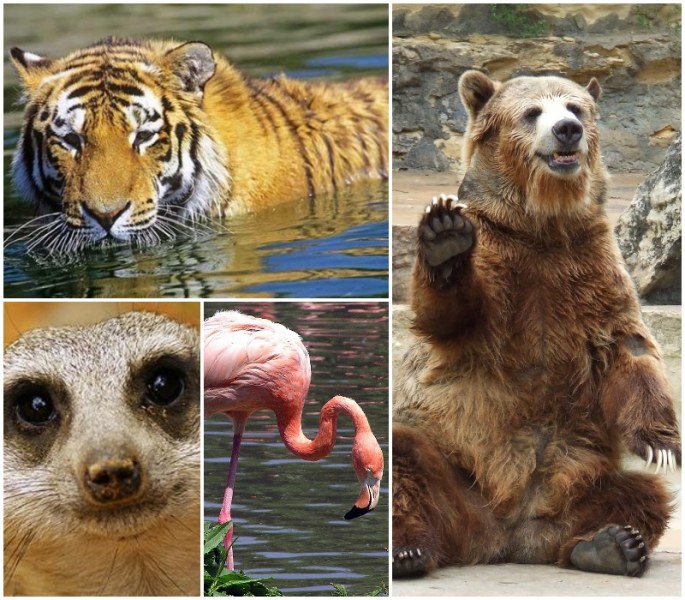 Тигър, фламинго, носато мече… Какви животни ще има в пловдивския зоопарк? СНИМКИ