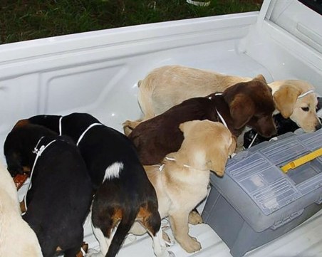 Кучета за трафик на наркотици използвал ветеринар