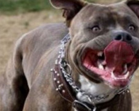Питбул освирепя и нападна петима в Хасково! Жена е нахапана жестоко