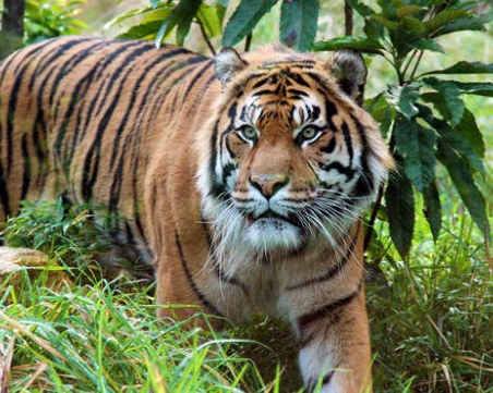 Тигрица от зоопарка в Лондон бе убита от потенциалния й партньор