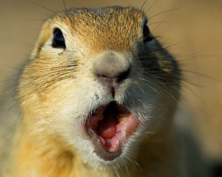 Лалугер откри сребърно съкровище ВИДЕО