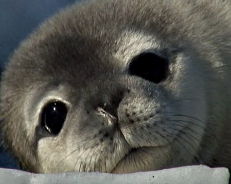 Тюлени окупираха плаж в Калифорния