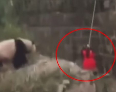 Момиченце падна в клетка на панди в зоопарк! Вижте спасителната операция! ВИДЕО