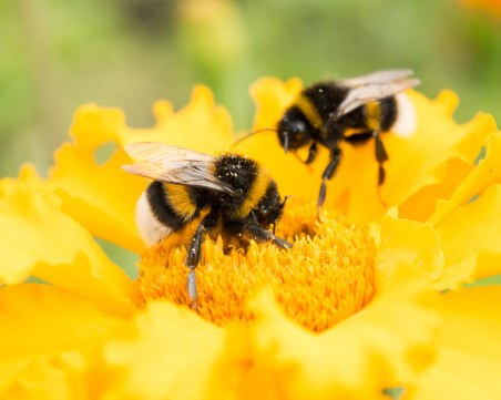 Екокатастрофа: Насекомите изчезват в края на века?