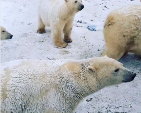 Нашествие от бели мечки в руски град! Обявиха извънредно положение ВИДЕО