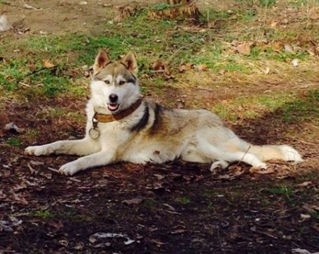 Това красиво хъски се загуби, търси стопанина си СНИМКИ