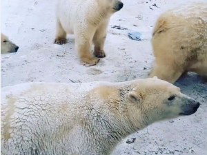 Нашествие от бели мечки в руски град! Обявиха извънредно положение ВИДЕО