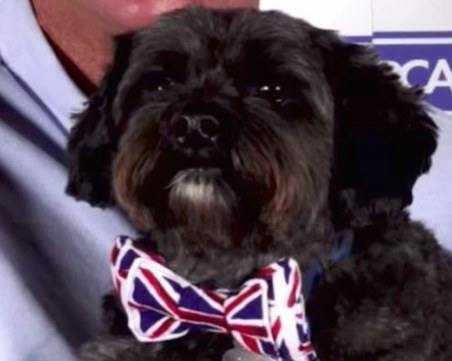 Куче извади стопанина си от кома