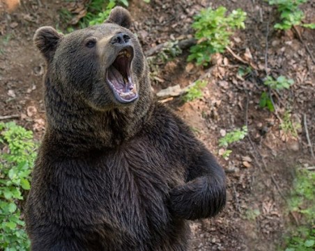 Мечка с малко нападна пчелин в Родопите