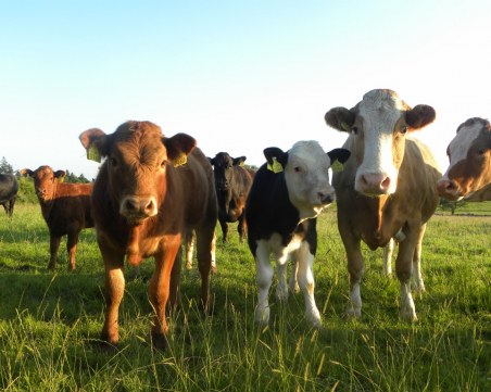 Приложение за запознанства… за крави