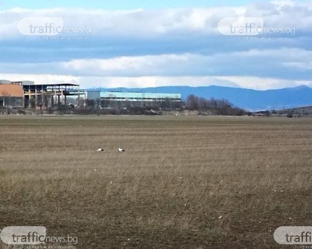 Зима ли? Щъркели се завърнаха рано-рано край Пловдив СНИМКИ