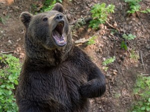 Мечка с малко нападна пчелин в Родопите