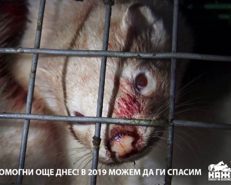 Жестокост в името на суетата: Газови камери избиват 130 хил. норки в България СНИМКИ