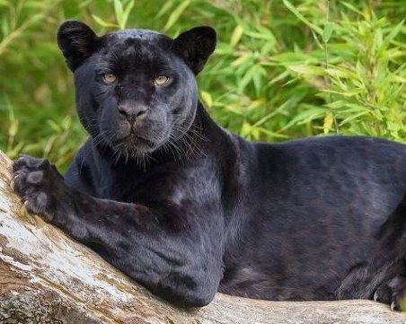 Забелязаха черна пантера за пръв път от 110 г. насам в Африка