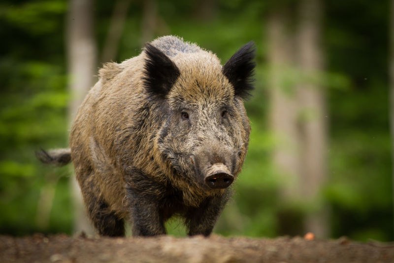 Американска чума плъзна по дивите свине в Девня