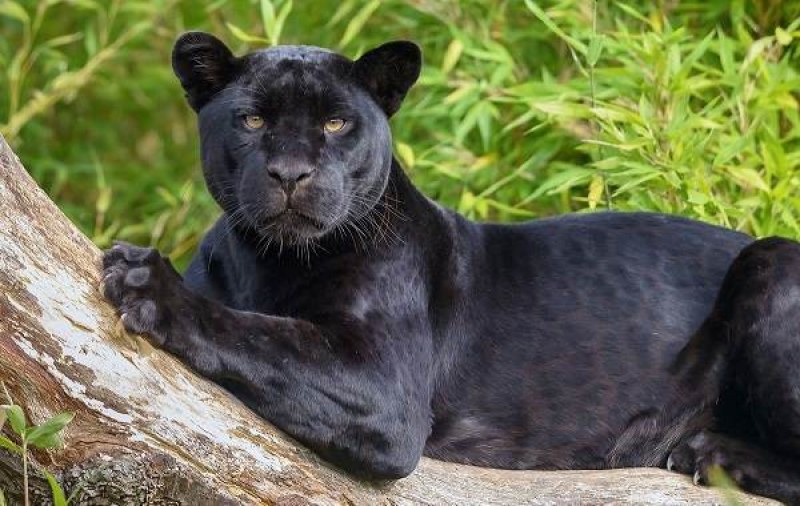 Забелязаха черна пантера за пръв път от 110 г. насам в Африка