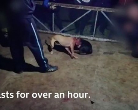 BBC: България е един от световните центрове за боеве с кучета