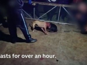 BBC: България е един от световните центрове за боеве с кучета