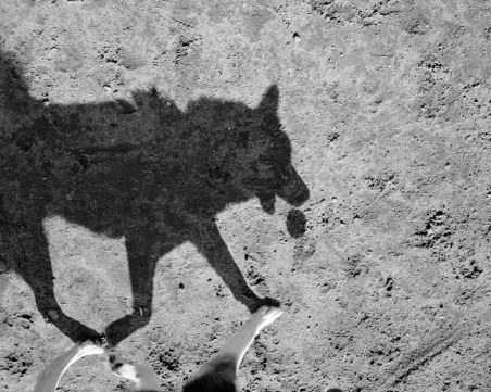 Масов мор на кучета в Кюстендилско! 16 отровени за седмица