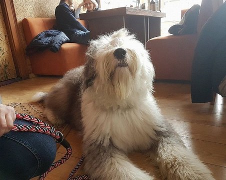 Пловдивски малчугани отново плетат мартеници с бобтейла Мон, за да помогнат на онкоболно дете