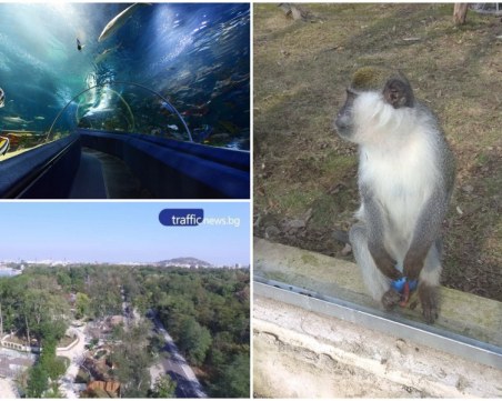 Последно: Зоопаркът в Пловдив без тигър, но мислят за огромен аквариум ВИДЕО