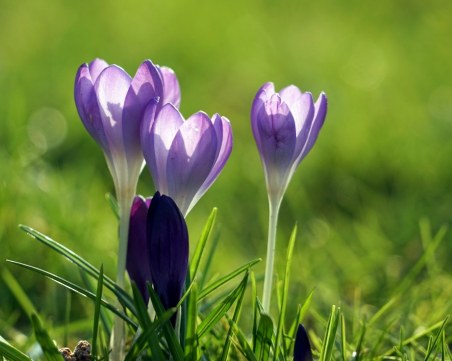 Преполовихме Малък Сечко. Идната седмица до 15°C! Ще вали ли отново?