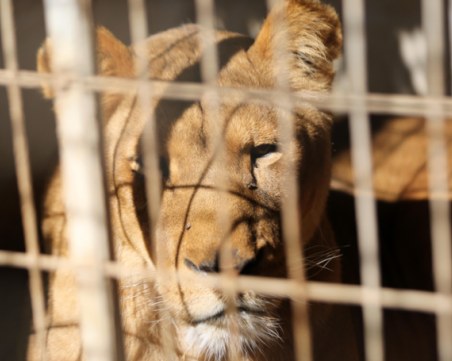 Извадиха ноктите на лъв в зоопарка в Газа, за да се държи 