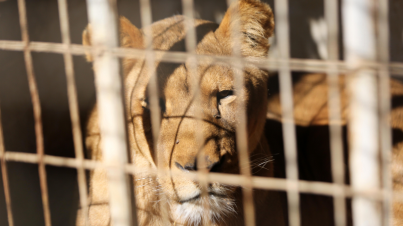 Извадиха ноктите на лъв в зоопарка в Газа, за да се държи 