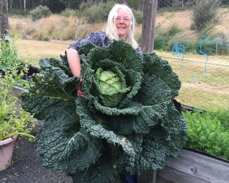 Семейство отгледа зелка гигант с човешки ръст