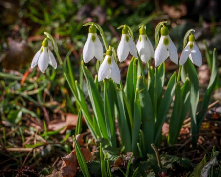 И ни замириса на пролет! Слънчев понеделник ни очаква, до 15°С