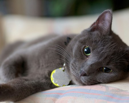 Котките прихващат емоциите на стопаните си